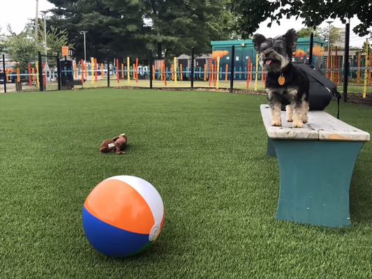 Dog Park at Triangle Park photo 2